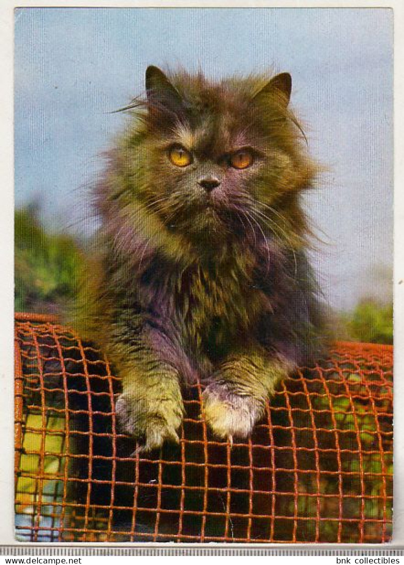 Germany Old Used Postcard - Cat - Katzen