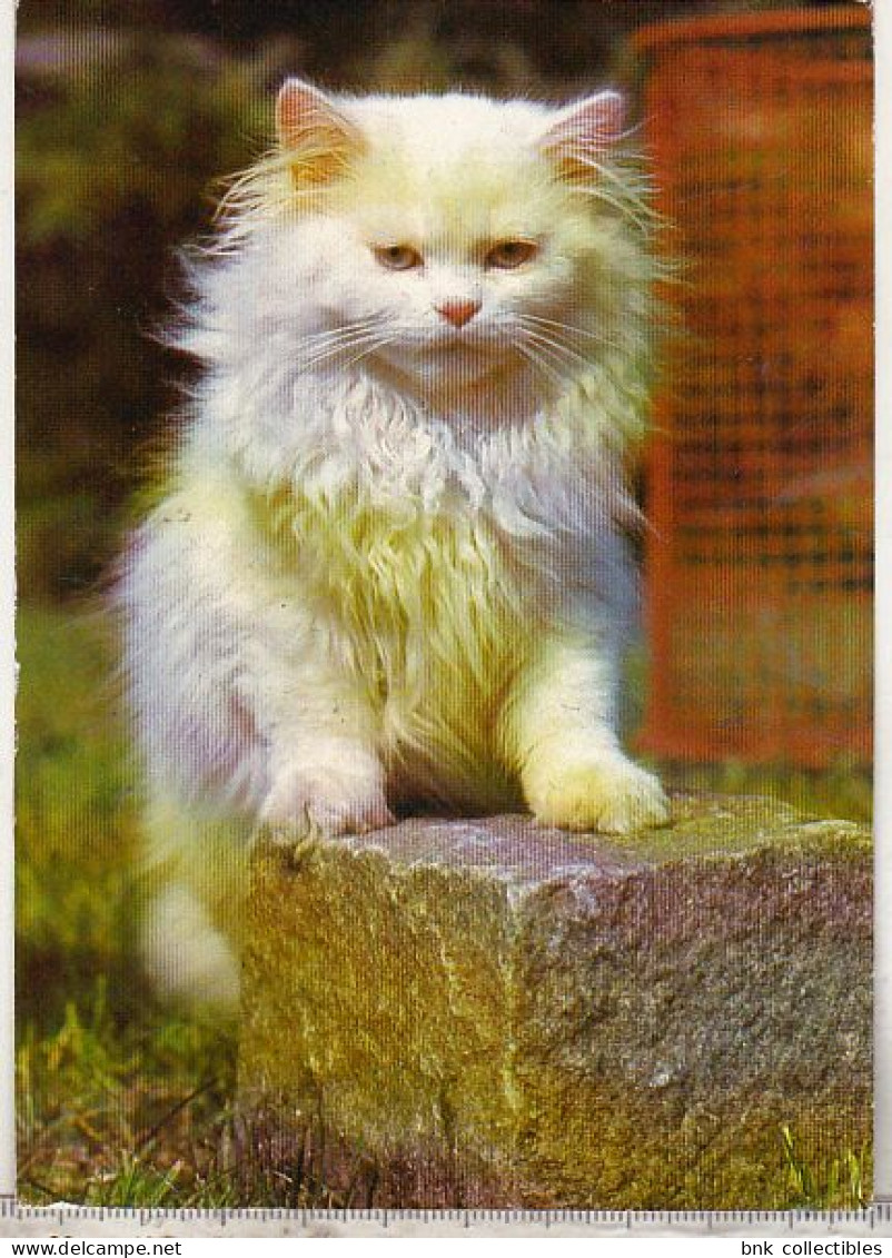 Germany Old Uncirculated Postcard - Cat - Katzen