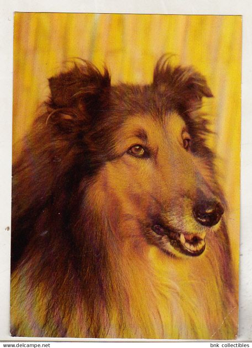 Germany Old Uncirculated Postcard  - Dog - Collie - Hunde