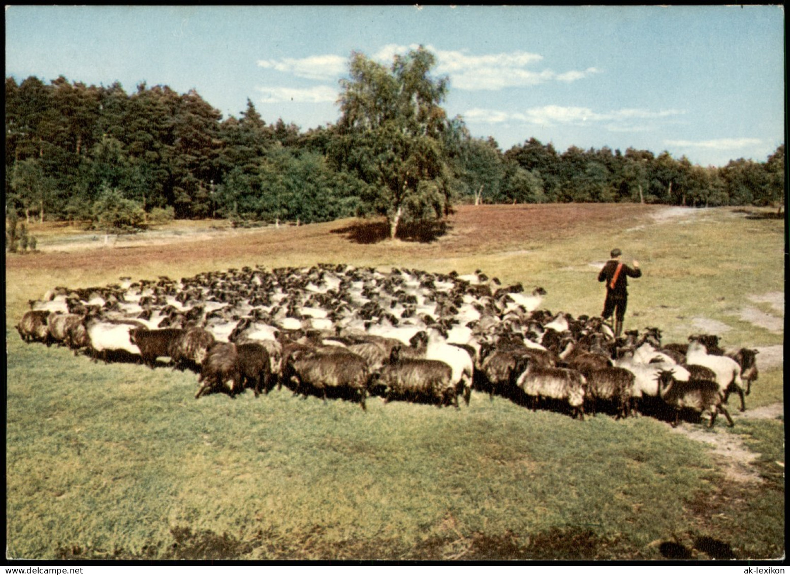 Ansichtskarte .Niedersachsen Lüneburger Heide, Schäfer 1968 - Lüneburger Heide