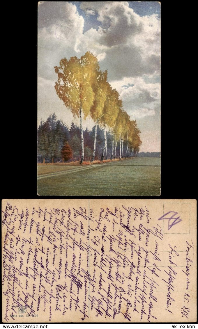 Ansichtskarte  Stimmungsbild Natur Landschaft Birken-Baum Allee 1910 - Unclassified