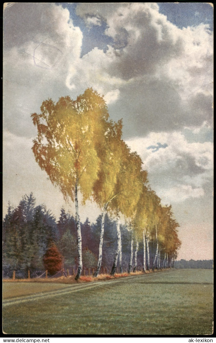 Ansichtskarte  Stimmungsbild Natur Landschaft Birken-Baum Allee 1910 - Unclassified