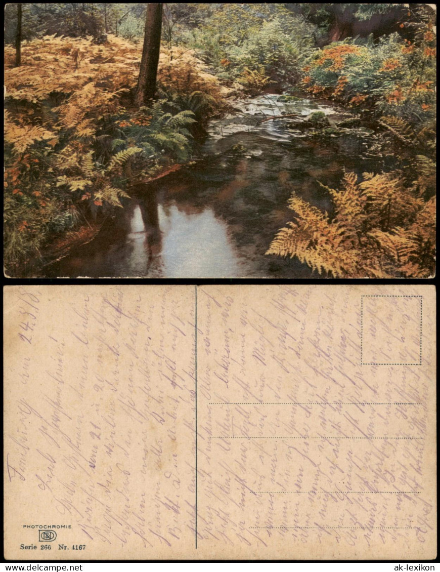 Stimmungsbilder: Natur Flußlauf Im Wald Farne Photochromie 1912 - Unclassified