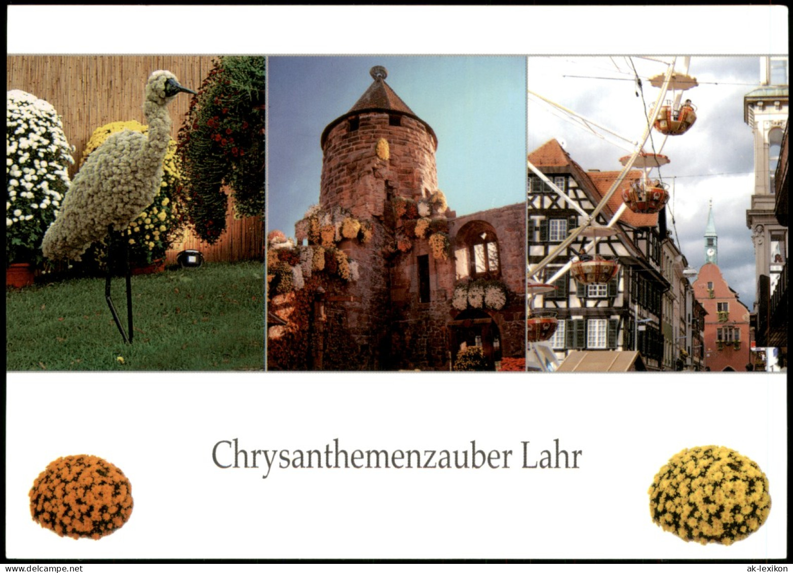 Ansichtskarte Lahr (Schwarzwald) Chrysanthemenzauber - MB 1982 - Lahr