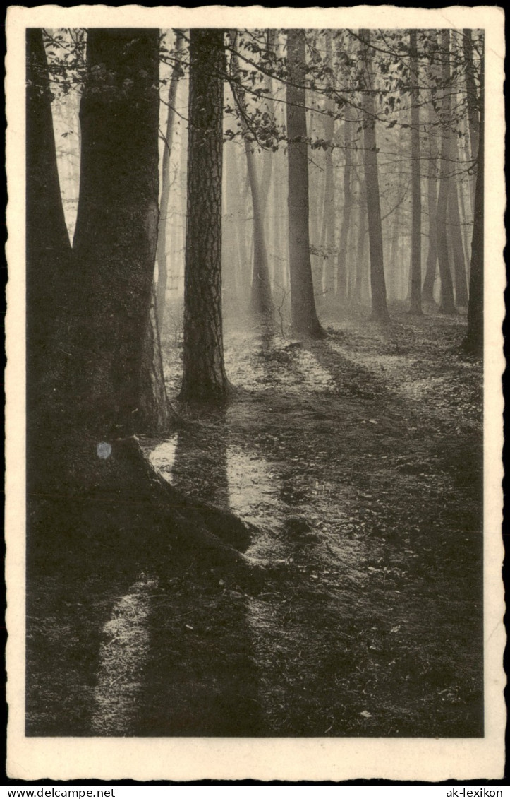 Stimmungsbild Natur Wald Partie In Leichtem Nebel Verhüllt 1935 - Unclassified
