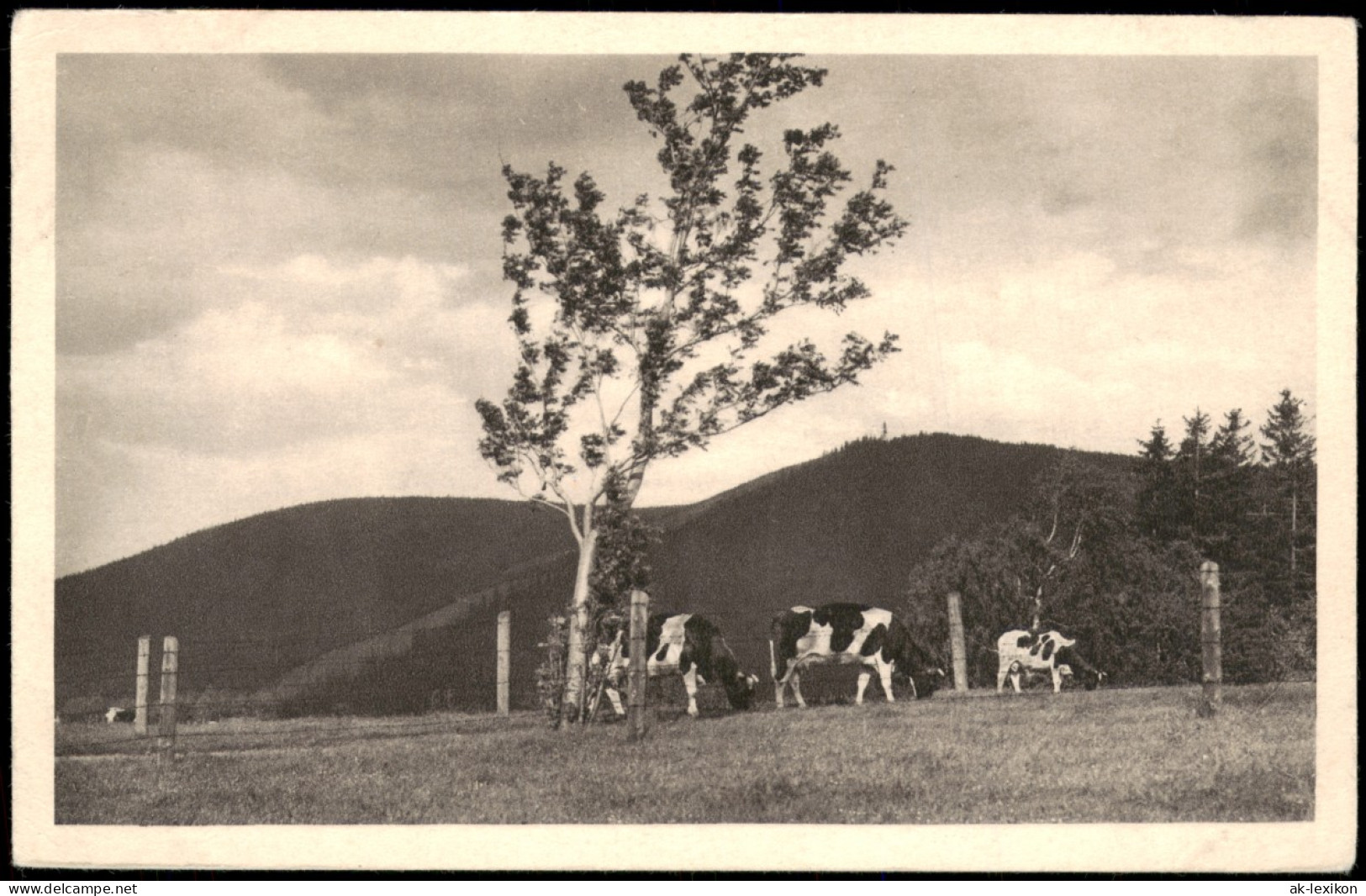 Kipsdorf-Altenberg (Erzgebirge) Bergweide Mit Der Tellkoppe - Kühe 1928 - Kipsdorf