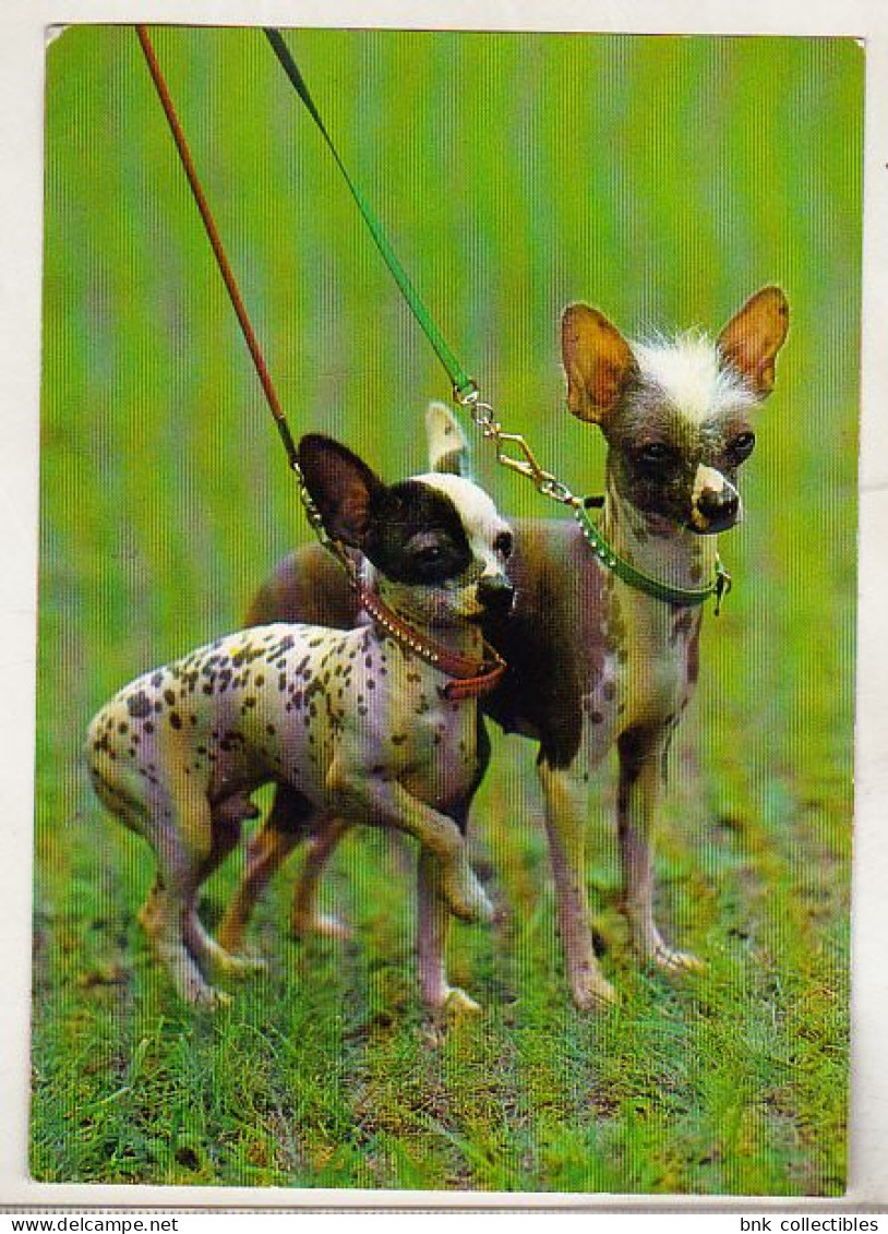 Germany Old Uncirculated Postcard  - Dog - Chinese Crested Dog - Hunde