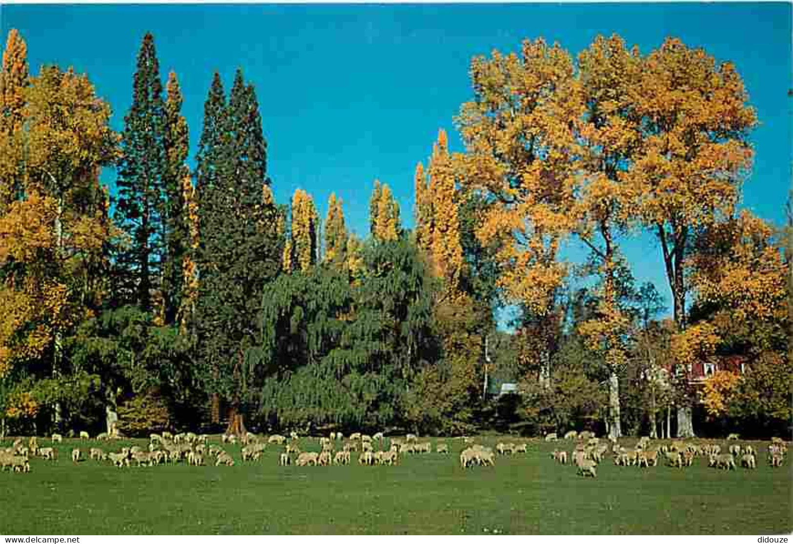 Nouvelle Zélande - Pastoral Scene - Moutons - CPM - Voir Scans Recto-Verso - New Zealand