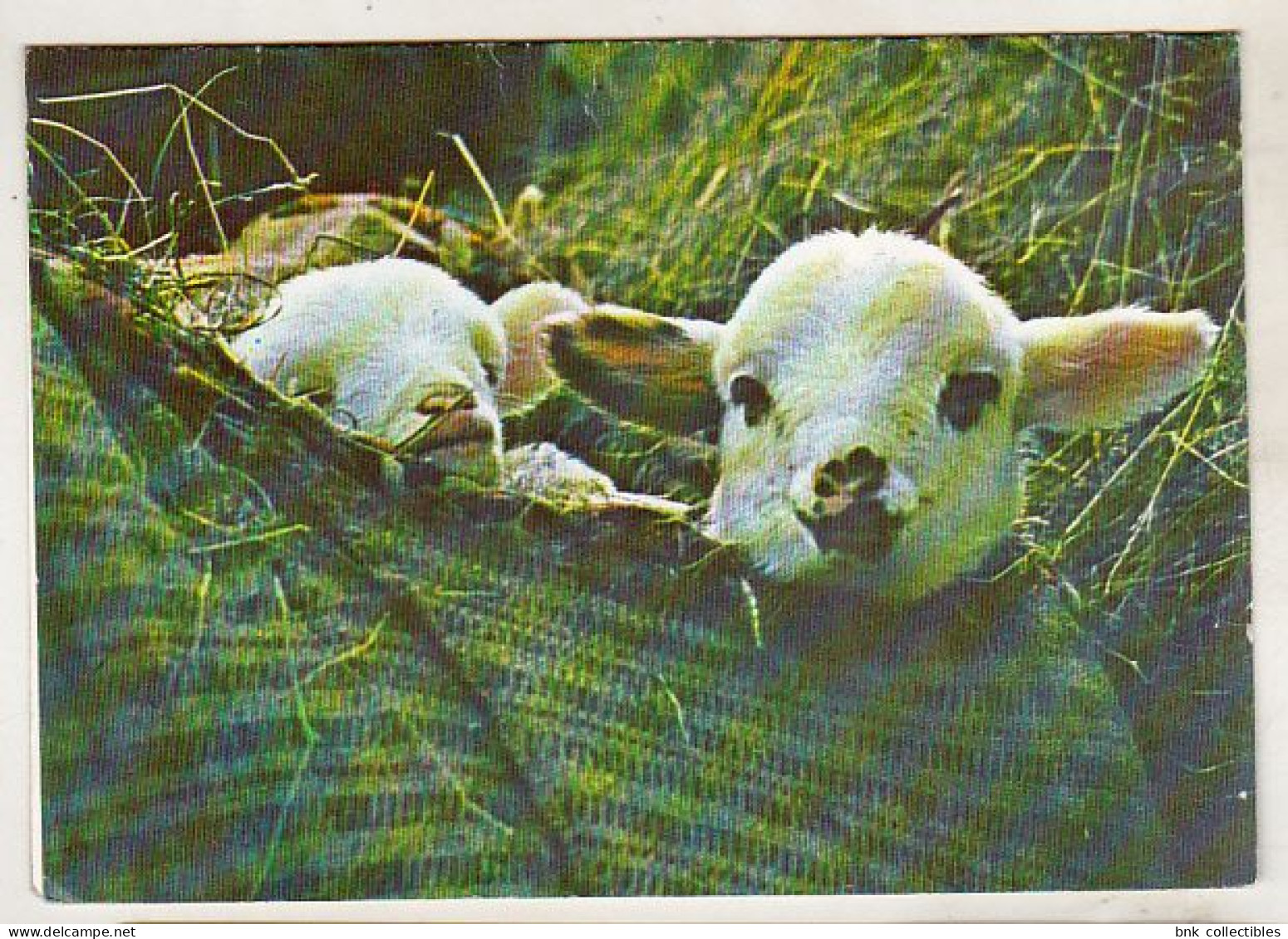 Romania Old Uncirculated Greting Card  - Lambs - Sonstige & Ohne Zuordnung