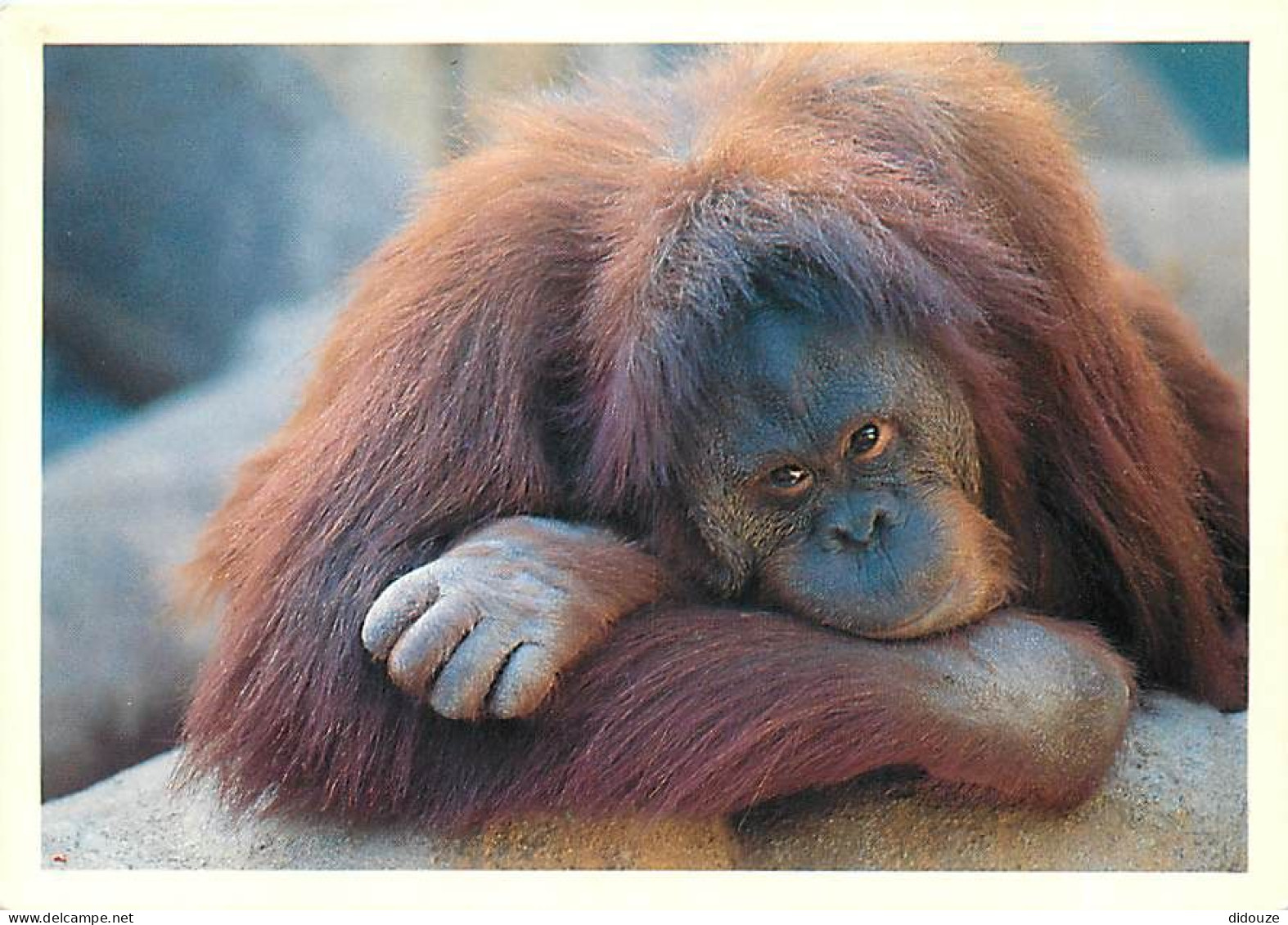 Animaux - Singes - Collection Vie Sauvage - 40 - Orang-Outang - CPM - Voir Scans Recto-Verso - Monkeys