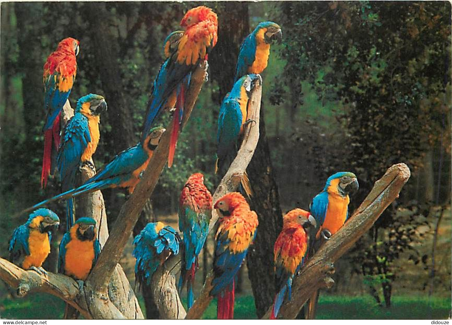 Animaux - Oiseaux - Perroquet - Parc Zoologique De La Palmyre-royan - Aras - Perroquets D'Amérique Du Sud - CPM - Voir S - Vögel