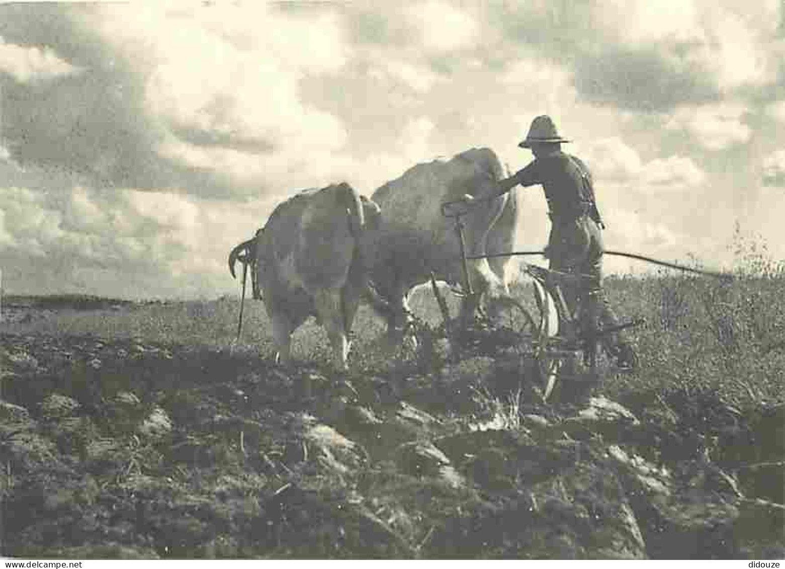 Animaux - Vaches - Une Scène De Labourage Vers 1950 Dans Les Bouches-du-Rhône - Attelage De Boeufs  - CPM - Voir Scans R - Cows
