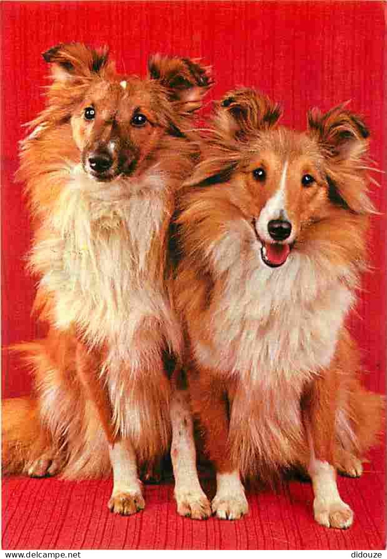 Animaux - Chiens - Colley - CPM - Voir Scans Recto-Verso - Dogs
