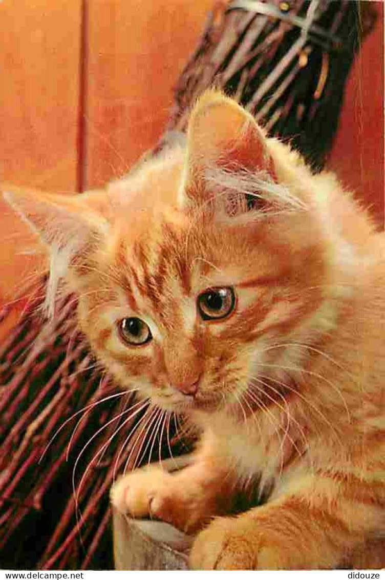 Animaux - Chats - Chatons - Chat Roux - CPM - Voir Scans Recto-Verso - Cats