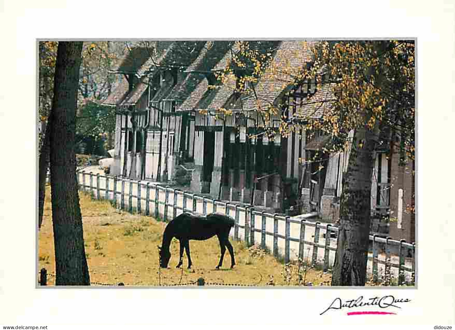 Animaux - Chevaux - Carte Authentique - Photo Scope - Jacques Guillard - Carte Neuve - CPM - Voir Scans Recto-Verso - Pferde