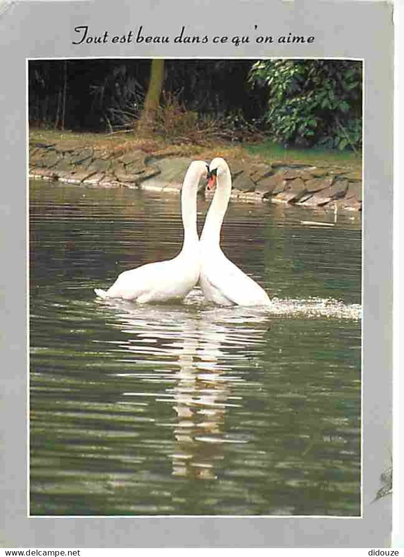 Animaux - Oiseaux - Cygnes - CPM - Voir Scans Recto-Verso - Vögel