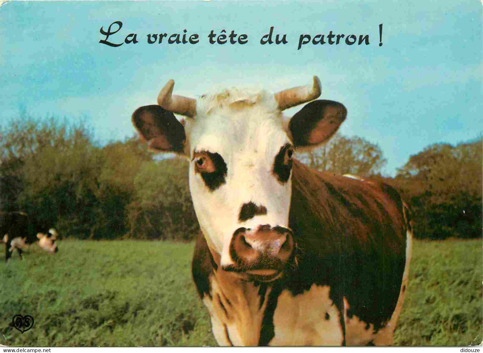 Animaux - Vaches - Carte à Message Humoristique - CPM - Voir Scans Recto-Verso - Cows