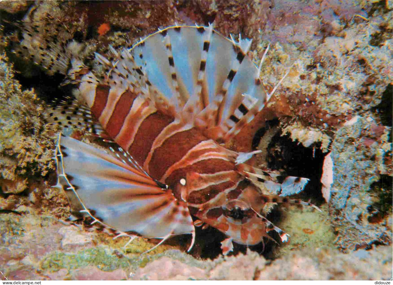 Animaux - Poissons - Butterfly Cod - CPM - Voir Scans Recto-Verso - Fish & Shellfish