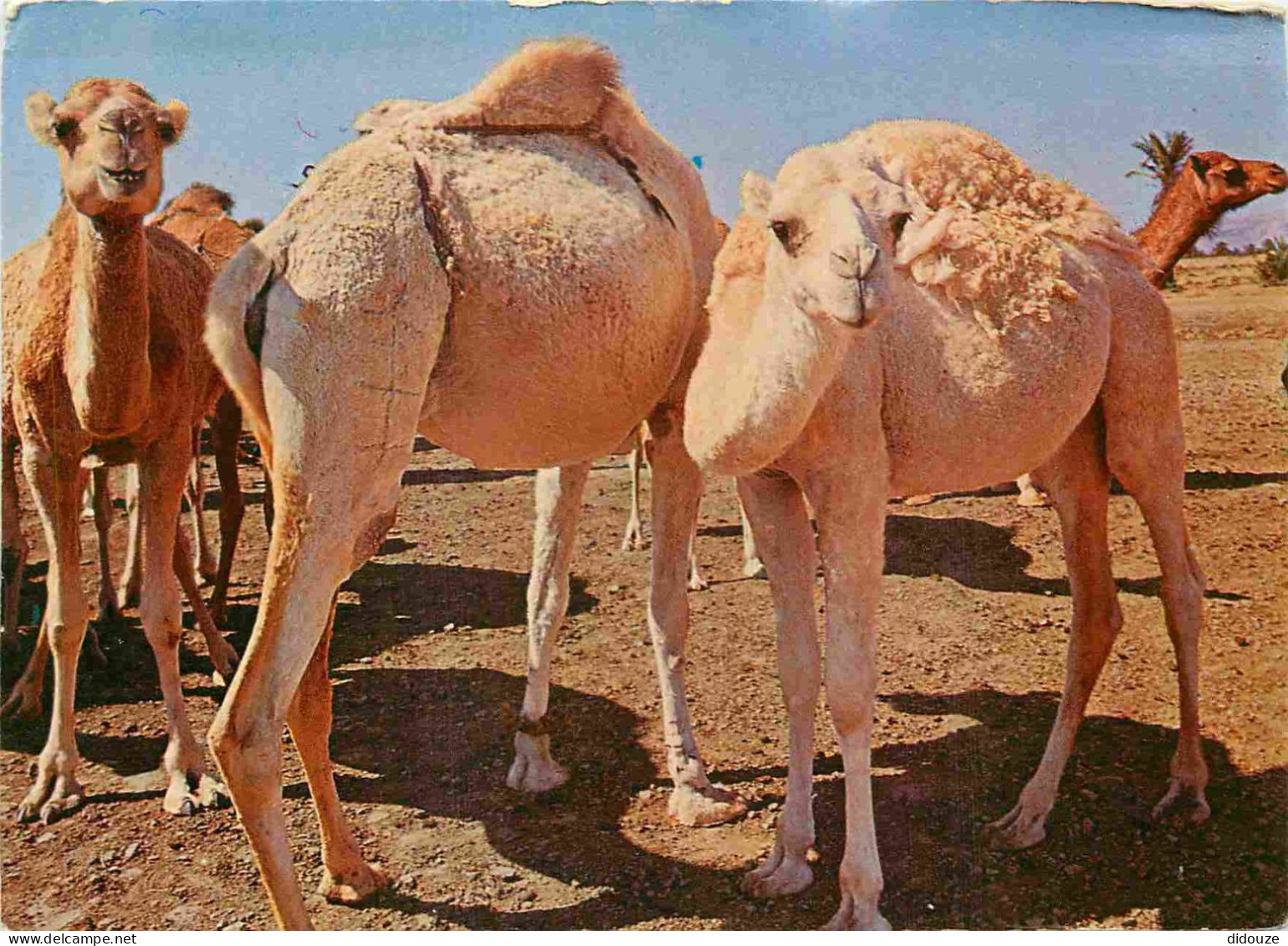 Animaux - Camélidés - Tunisie - Troupeau De Chameaux - Camels - CPM - Voir Timbre - Voir Scans Recto-Verso - Other & Unclassified