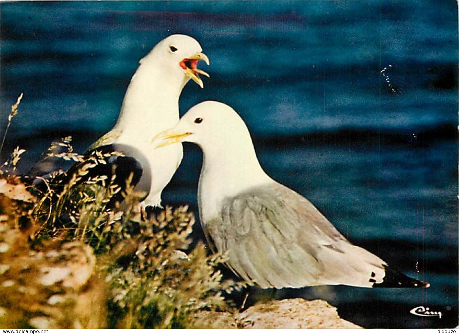 Animaux - Oiseaux - Oiseaux De Mer - Mouettes Tridactyles - CPM - Voir Scans Recto-Verso - Birds