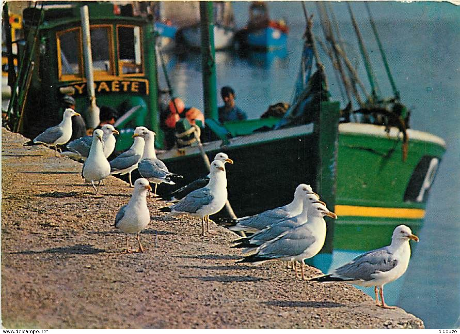 Animaux - Oiseaux - Oiseaux De Mer - Goélands Argentés - CPM - Voir Scans Recto-Verso - Birds