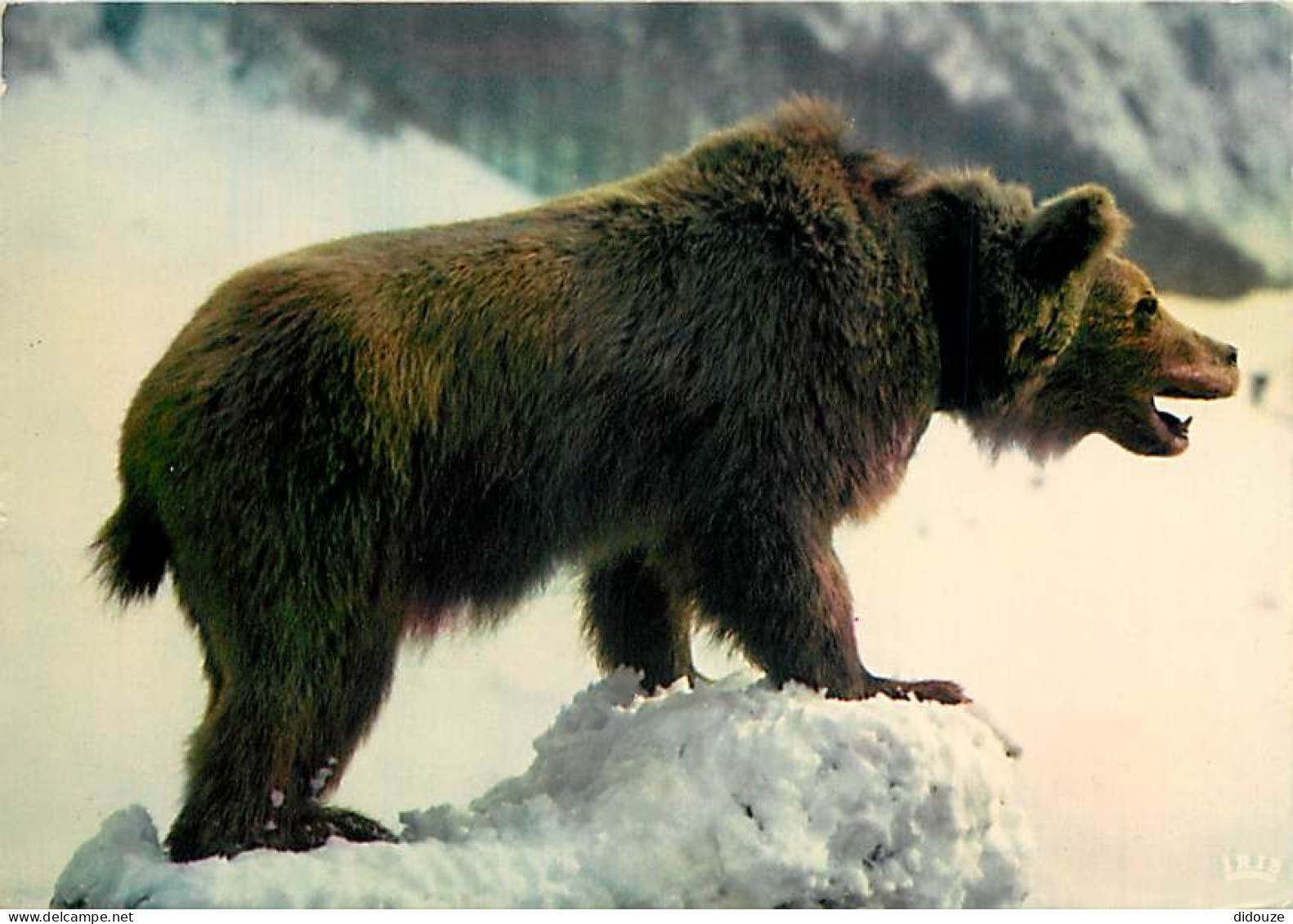 Animaux - Ours - Ours Des Pyrénées - CPM - Voir Scans Recto-Verso - Bears