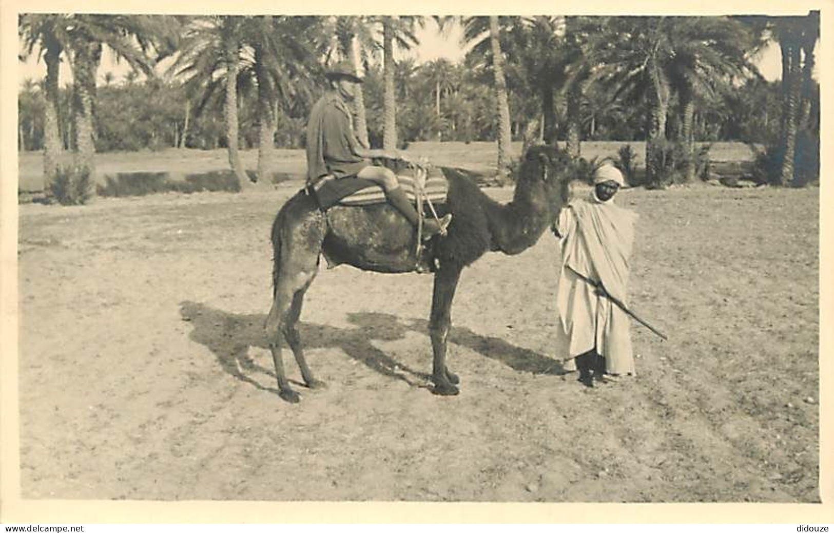 Scènes Et Types - Afrique Du Nord - Carte Photo - Européen à Dos De Chameau - Animée - CPA - Voir Scans Recto-Verso - África