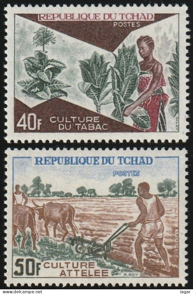 THEMATIC AGRICULTURE:  TOBACCO CULTIVATION AND HARNESS CULTIVATION   -    TCHAD - Landbouw