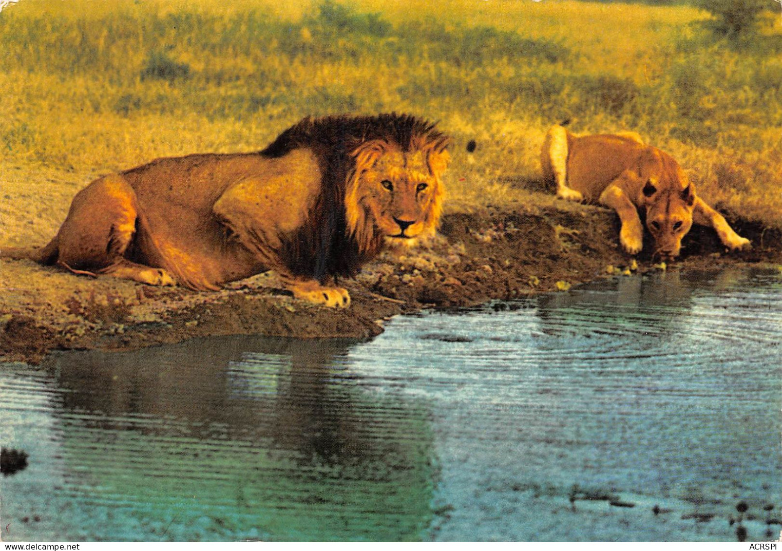 TANZANIA Tanzanie  UCANDA KENYA Lion And Lioness At Water Hole  35 (scan Recto Verso)ME2646BIS - Tanzanie