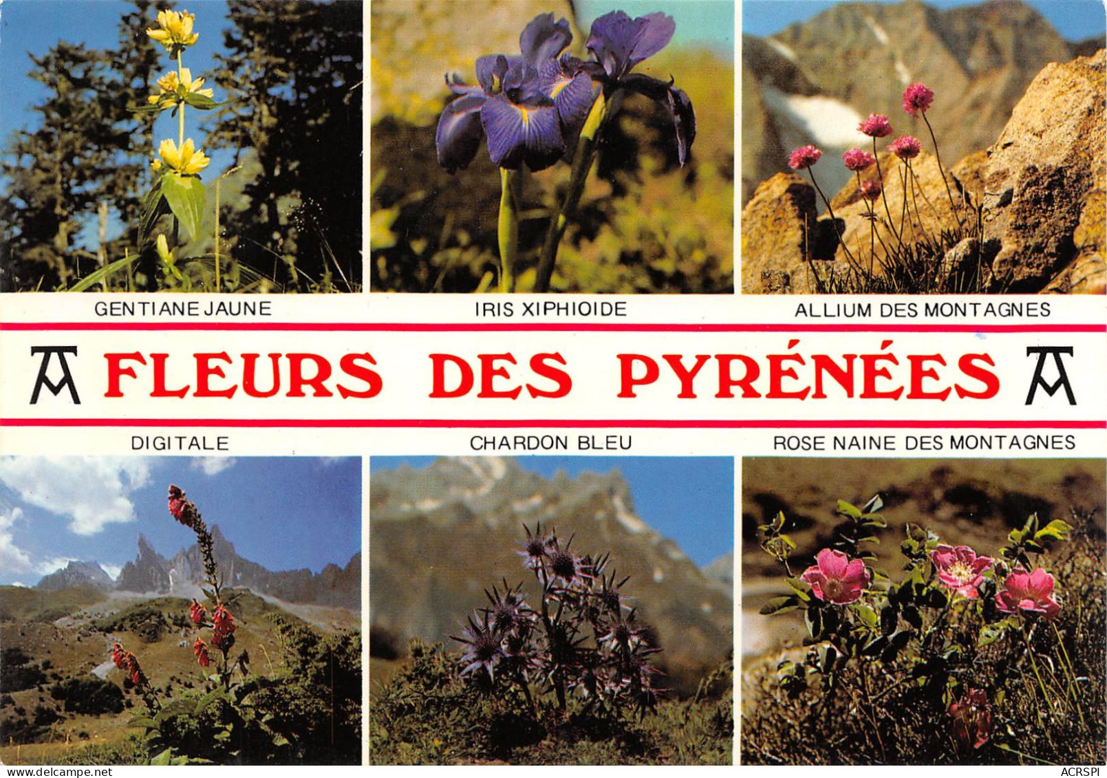 Fleurs Des Pyrénnées   Cauterets Arrens Bareges  33 (scan Recto Verso)ME2650UND - Lourdes