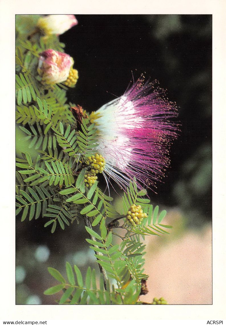 GUINEE  Pink Powderpuff  37 (scan Recto Verso)ME2647BIS - Äquatorial-Guinea