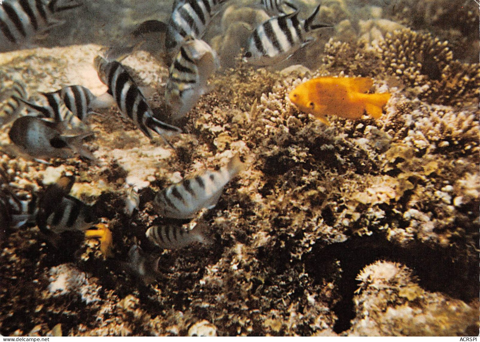 KENYA  Underwater Along The East African Coast  24 (scan Recto Verso)ME2646VIC - Kenya