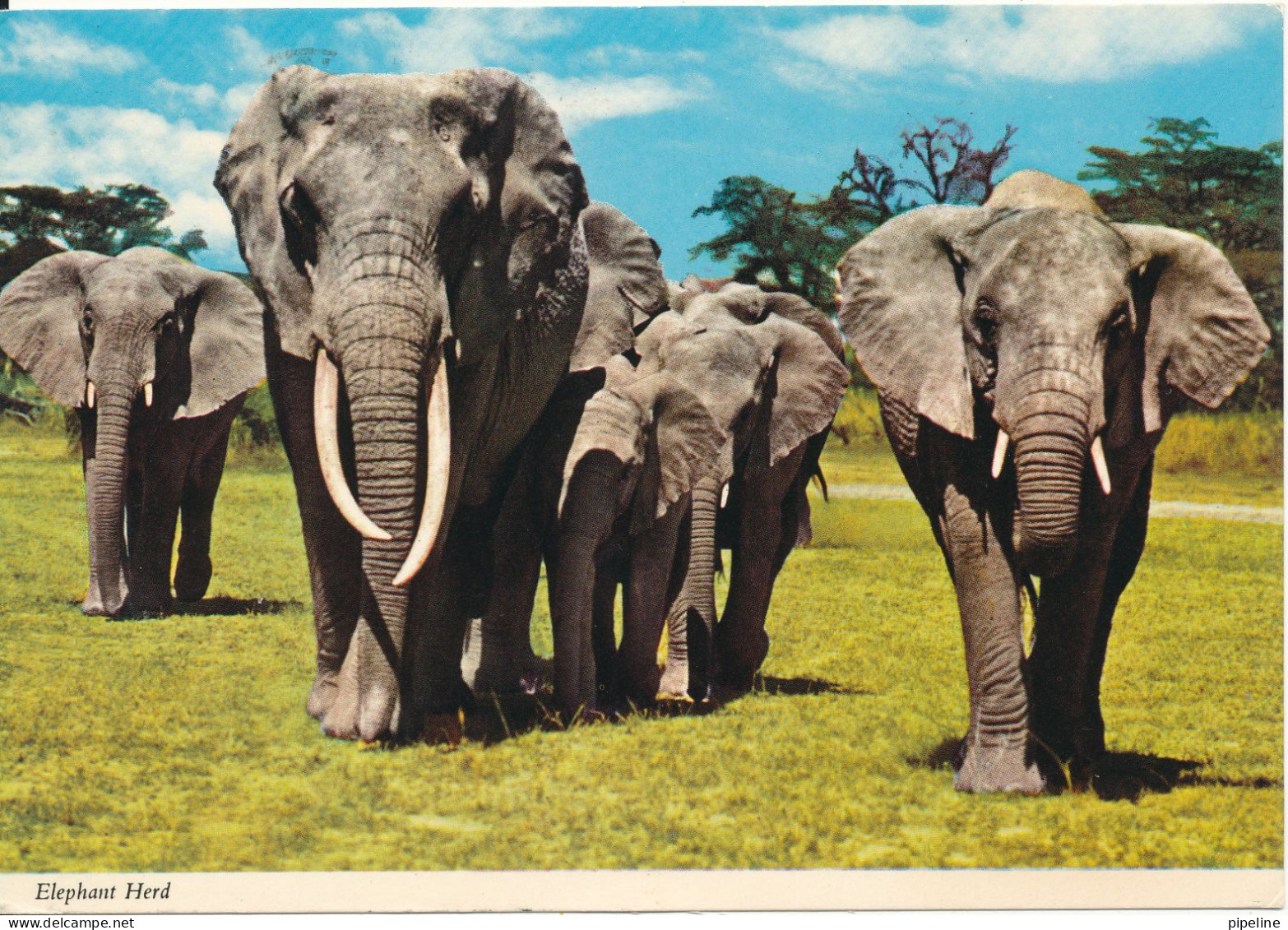 Tanzania Postcard Sent To Switzerland 1982  Elephant Herd - Tanzanía