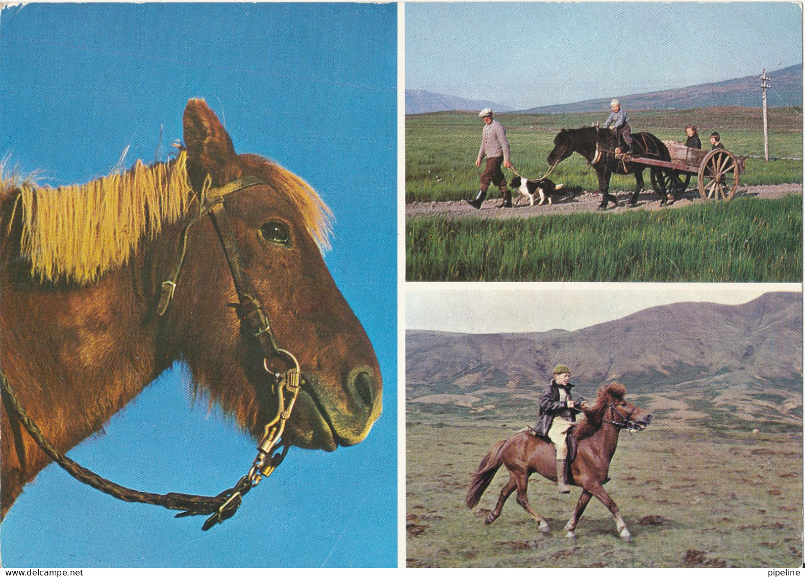 Iceland Postcard Sent To Sweden 23-9-1969 (Icelandic Ponies) - Islandia