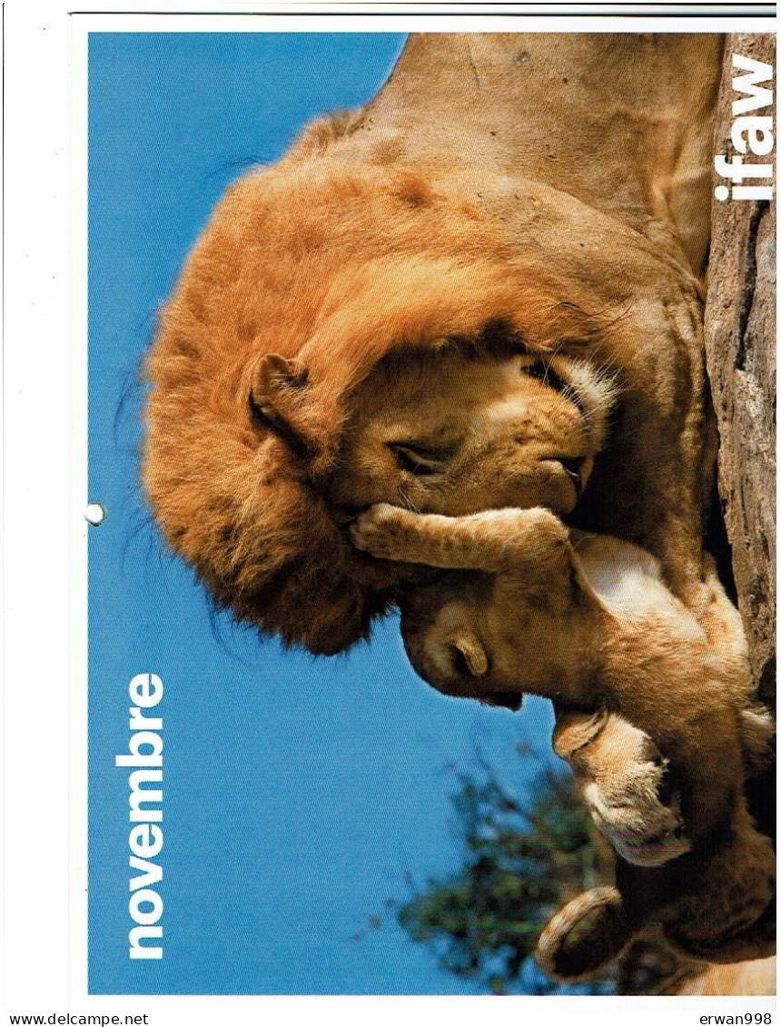 4 Calendriers 2020/21/22/23 De L'IFAW Sauvetage & Protection Animaux Sauvages Avec Photos D'animaux 14 Pages Chacun 937 - Big : 2001-...