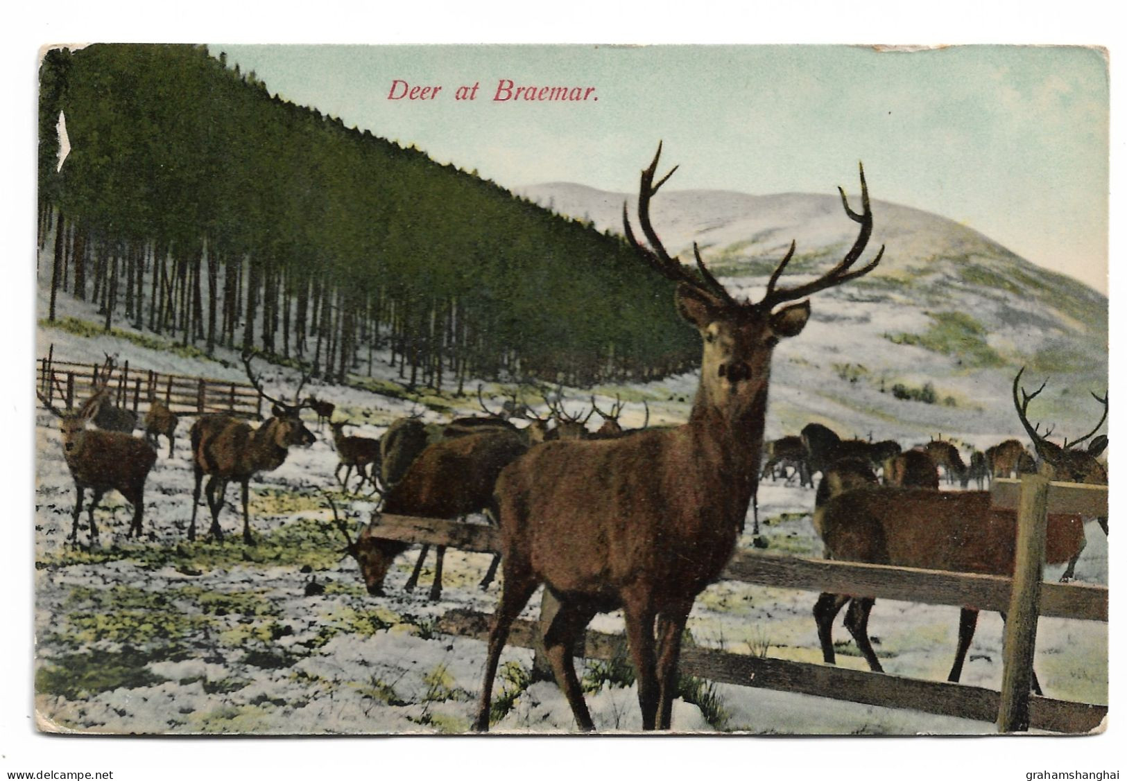 Postcard UK Scotland Aberdeenshire Red Deer At Braemar Stag Antlers Animals Snow Posted 1909 - Aberdeenshire