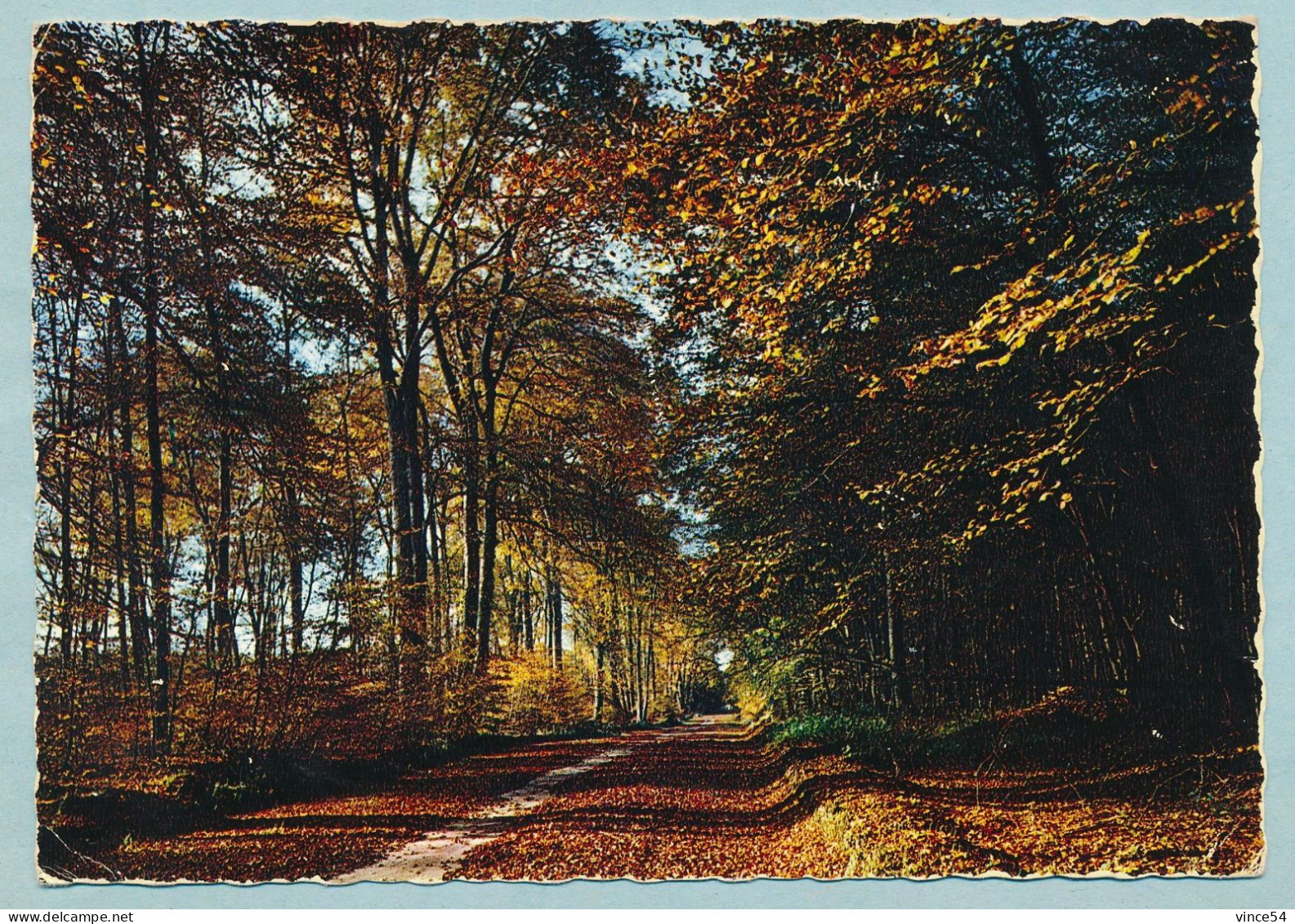 Un Sous-bois Dans La Forêt De COMPIEGNE - Compiegne