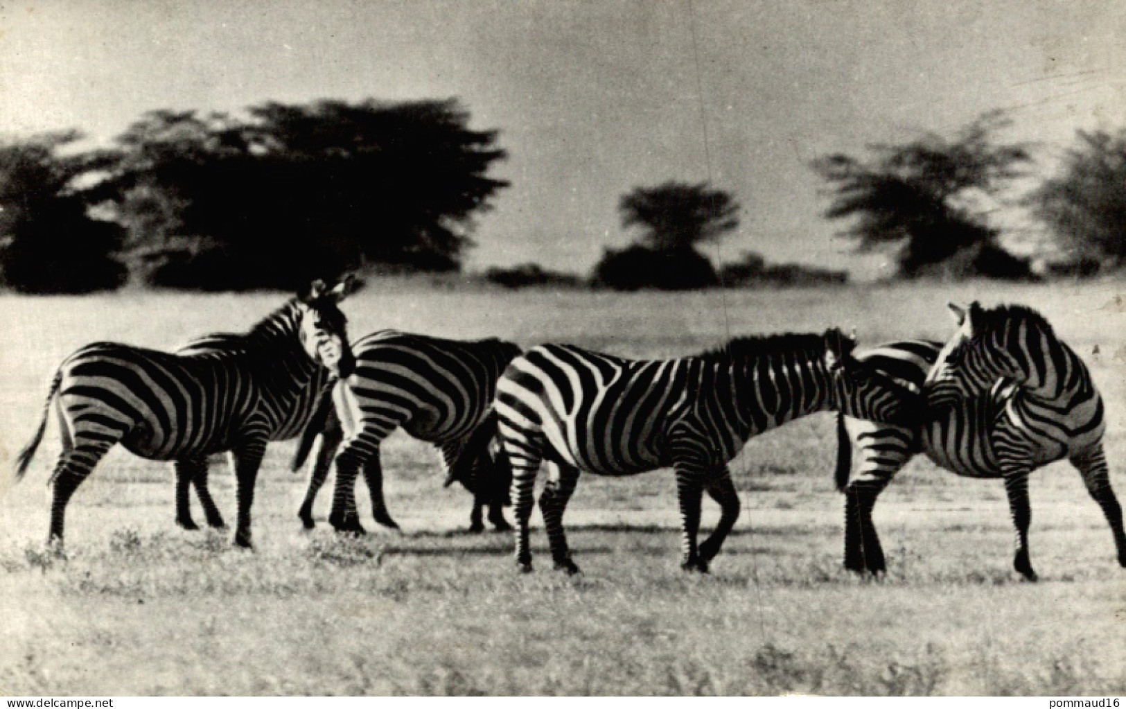 CPSM Zèbres - Zebra's