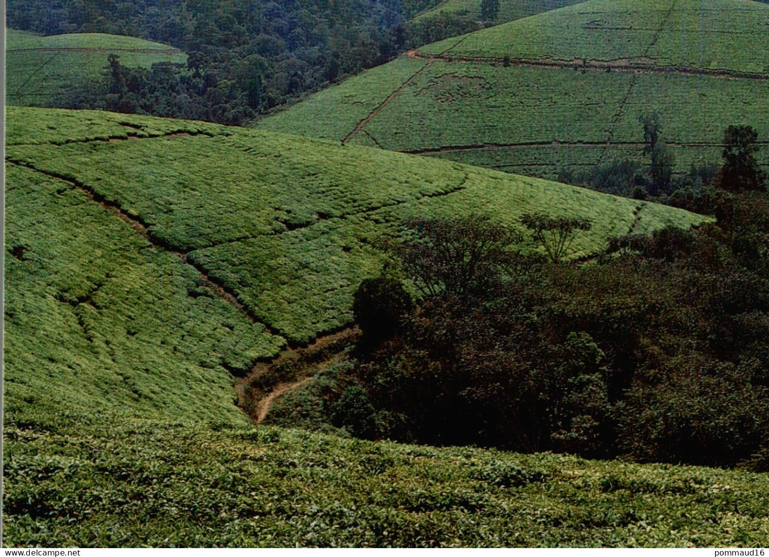 CPM Burundi Plantation De Thé à Teza - Culturas