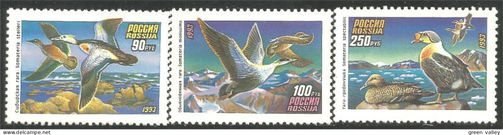 774 Russie Canards Ducks Ente Anatra Pato Eend MNH ** Neuf SC (RUS-42) - Nuovi