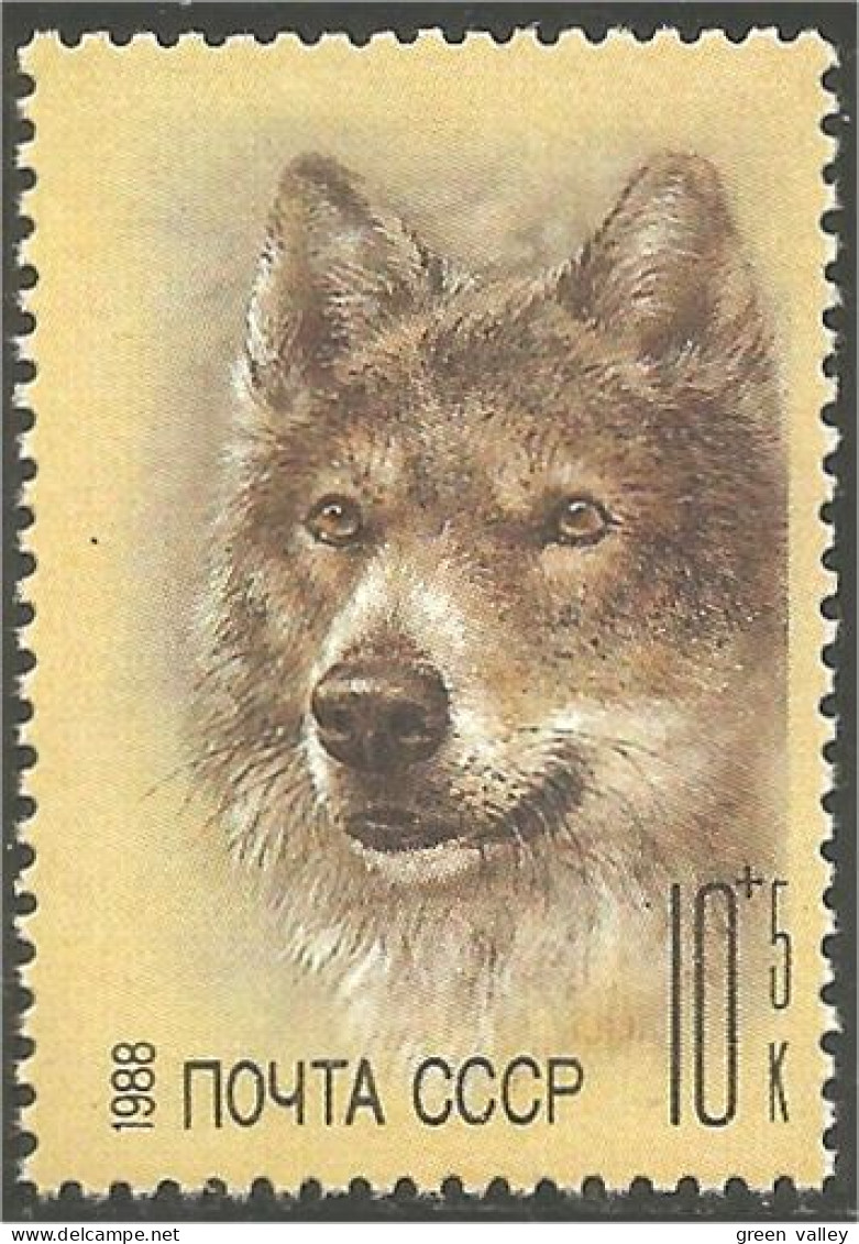 773 Russie Loup Wolf Lobo Lupo MNH ** Neuf SC (RUK-650a) - Neufs