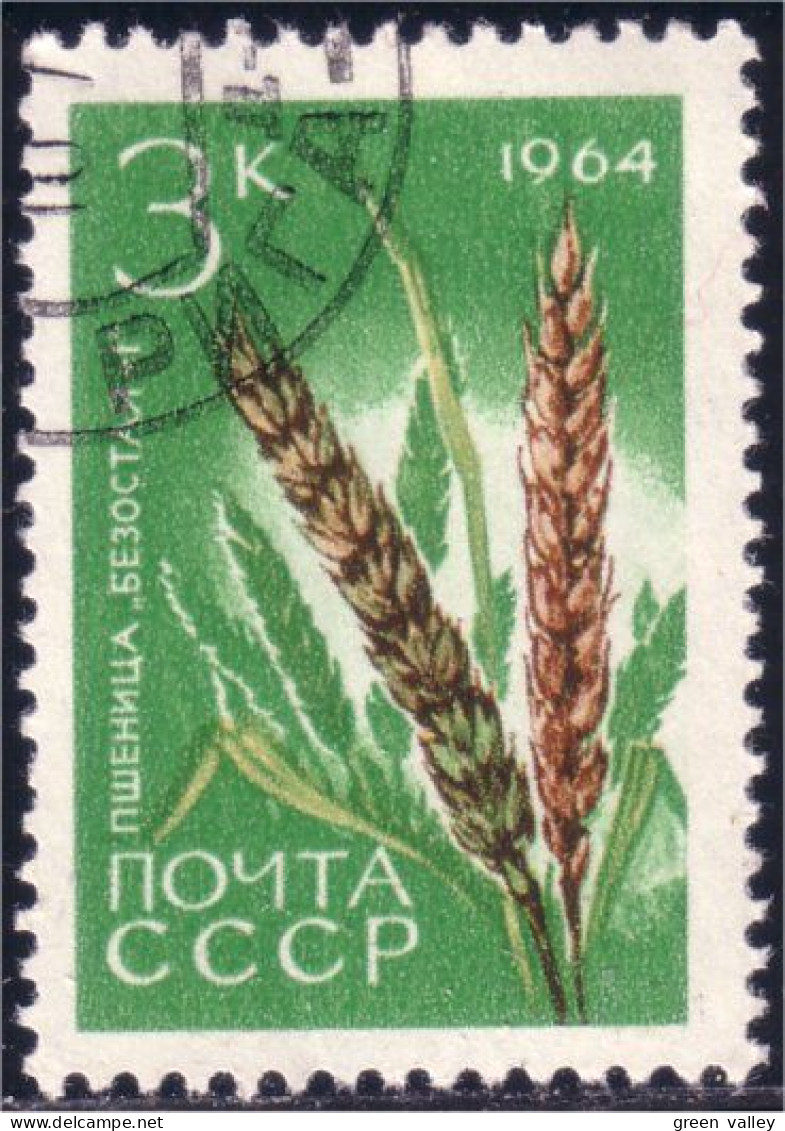 773 Russie Wheat Ble Blé Cereal Céréale (RUK-517) - Alimentation