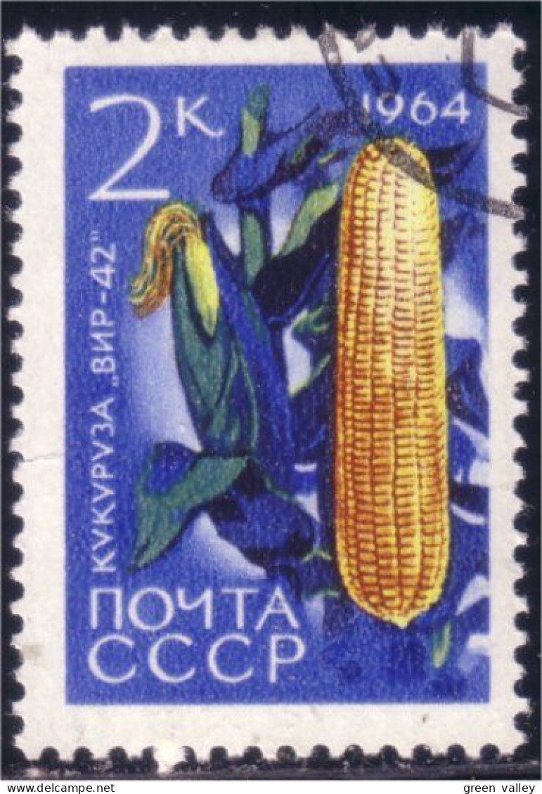 773 Russie Corn Mais Maize (RUK-516) - Alimentation