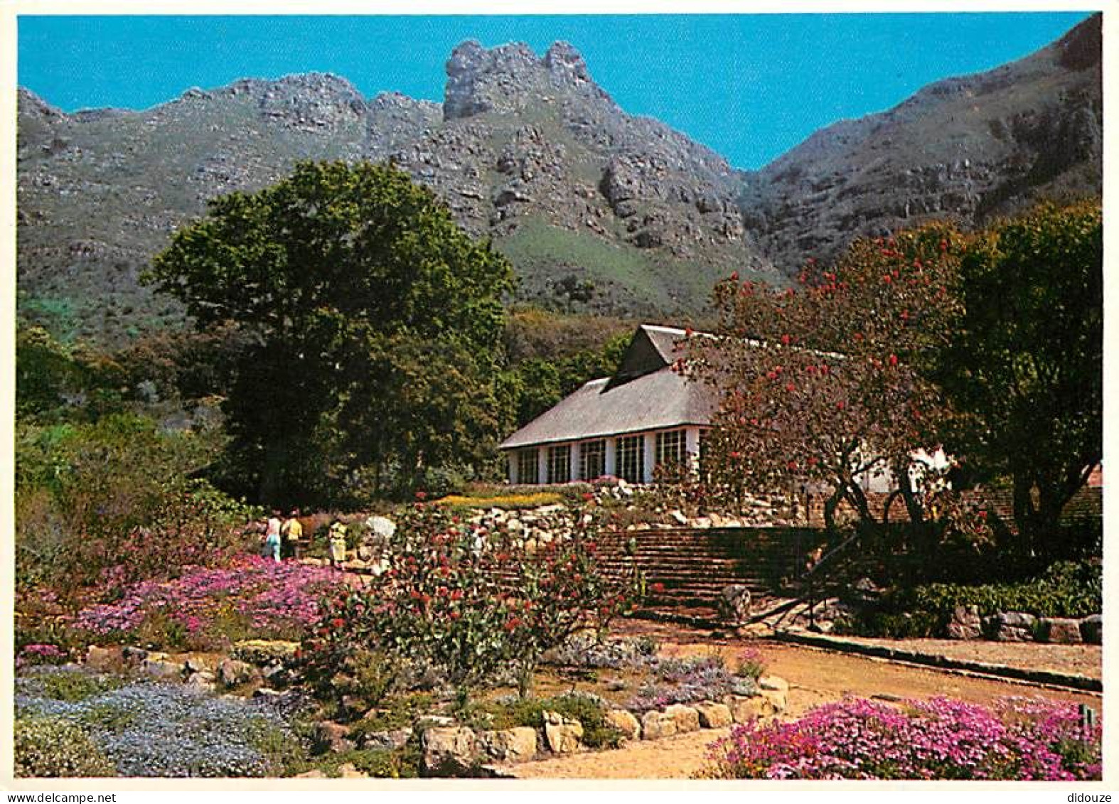 Afrique Du Sud - South Africa - Cape Town - The National Botanical Gardens At Kirstenbosch, Nestling On The Slopes Benea - Zuid-Afrika