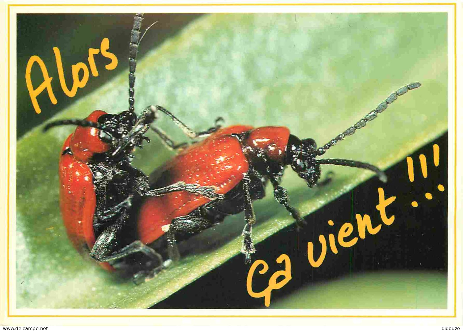 Animaux - Insectes - Carte à Message - Humoristique - CPM - Carte Neuve - Voir Scans Recto-Verso - Insectos