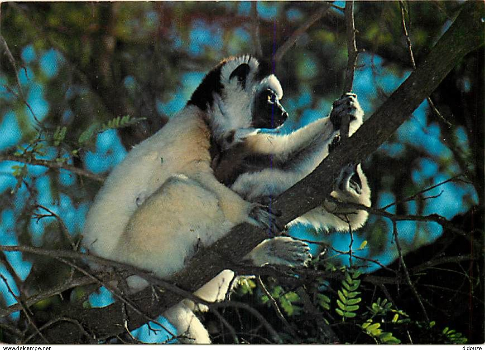 Animaux - Singes - Madagascar - Réserve Naturelle De Berenty - Sifaka, Propithecus Verreauxi - CPM - Carte Neuve - Voir  - Scimmie