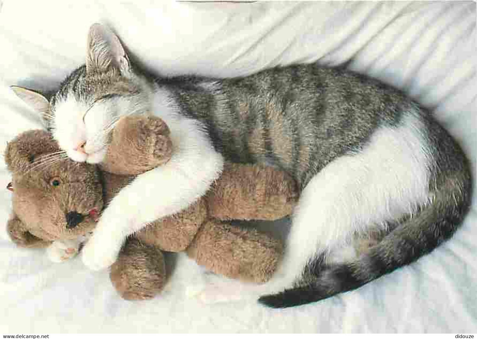 Animaux - Chats - Sieste Avec Un Ours En Peluche - CPM - Voir Scans Recto-Verso - Katzen