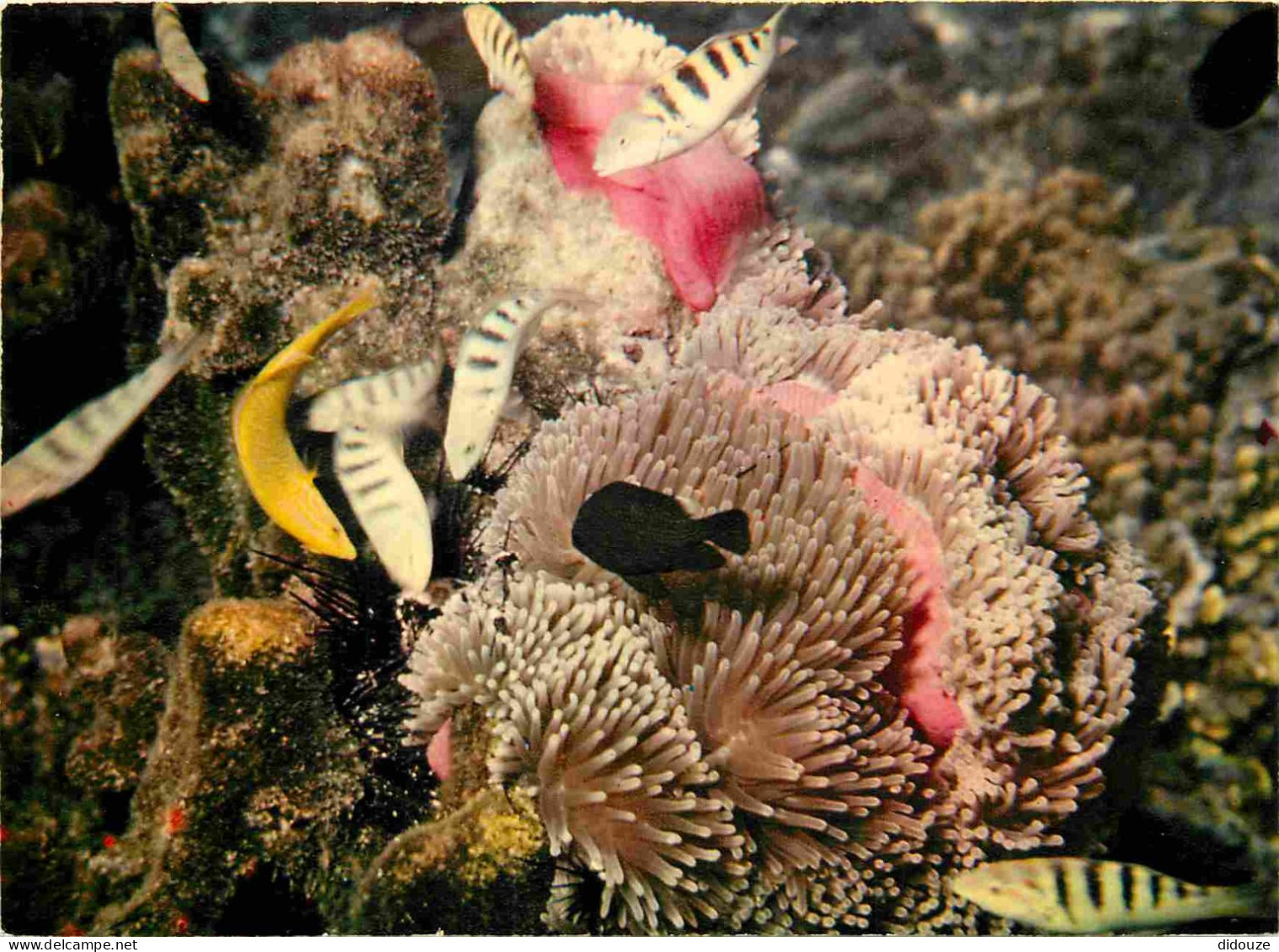 Animaux - Poissons - Poissons Des Tropiques - Jardin De Corail - Coral Garden - CPM - Voir Scans Recto-Verso - Fish & Shellfish