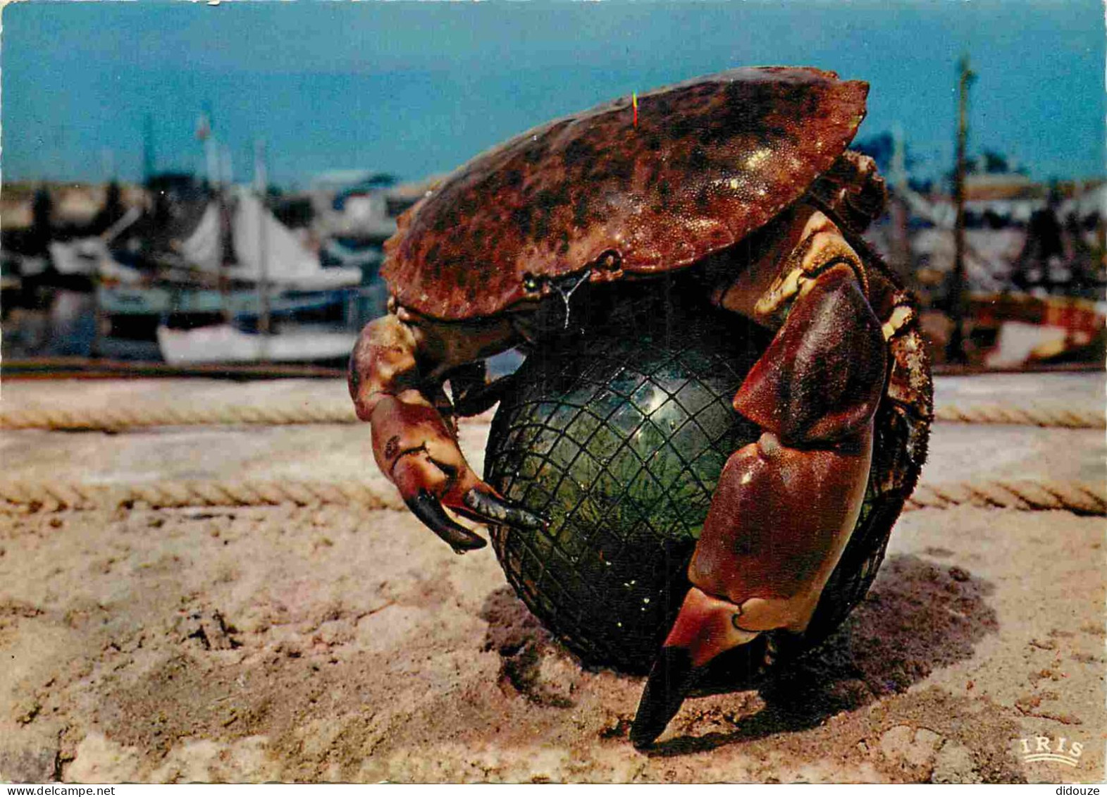 Animaux - Crabe - CPM - Voir Scans Recto-Verso - Fish & Shellfish