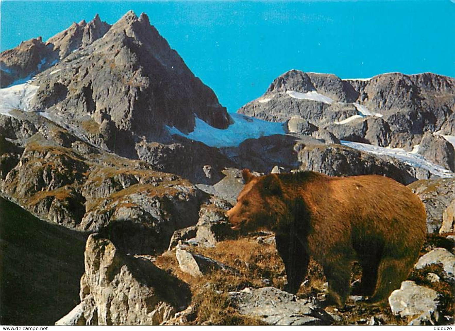 Animaux - Ours - Ours Des Pyrénées - CPM - Voir Scans Recto-Verso - Beren